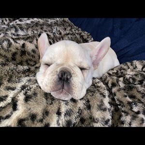 Meet your Posher, Bella